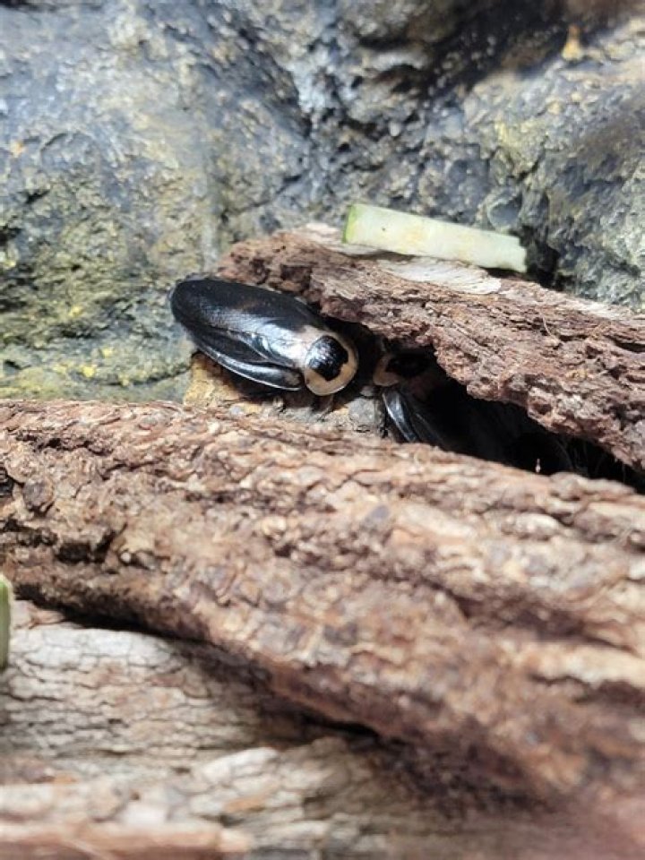 من هو رائد عبد الله ألغامدي ويكيبيديا