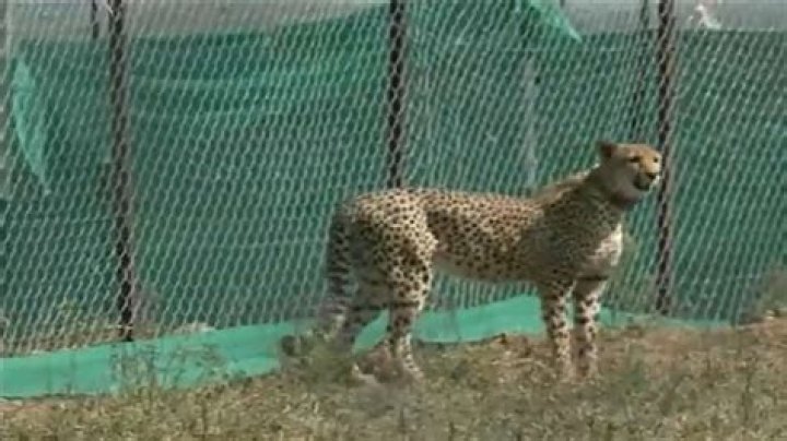 12 more African Cheetahs released into quarantine enclosures at Kuno National Park in Madhya Pradesh