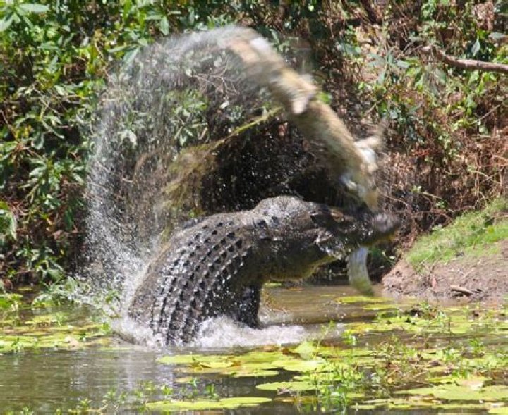 Moment 16ft crocodile swings catfish through the air tearing it apart as it savages its prey