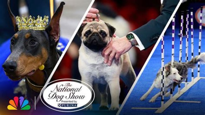 Join The Excitement: The 2023 Purina Dog Show Extravaganza
