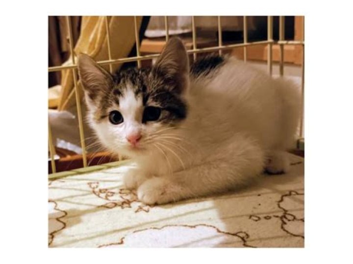 ديانة الفنان ماجد العبيد