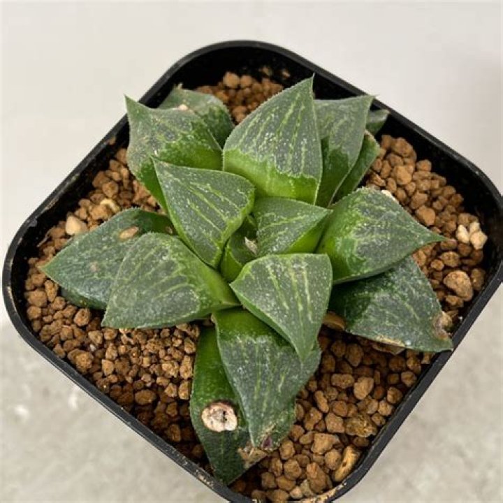 في اي دورة اولمبية تم السماح للسيدات من المملكة العربية السعودية بالمنافسة