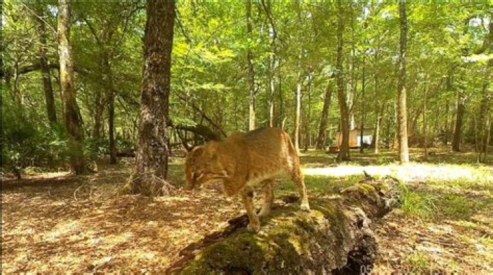 Trail Cam Captures 3-Legged Bobcat Surviving in the Wild