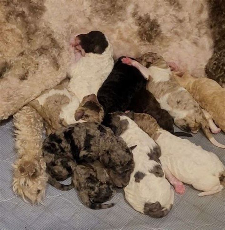 كلمات كراش 227