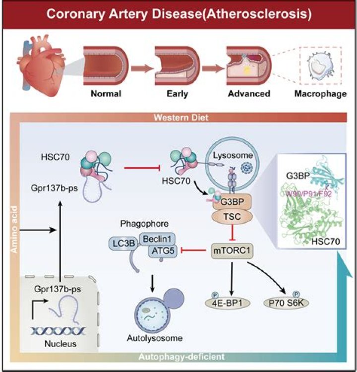 ما حالة المادة التي تكون الجسيمات فيها متلاصقة