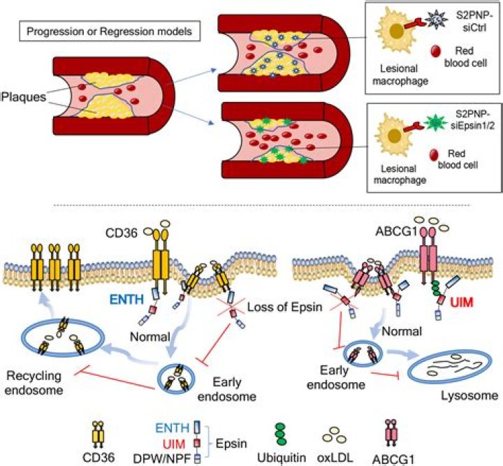 زخرفة اسماء تيك توك