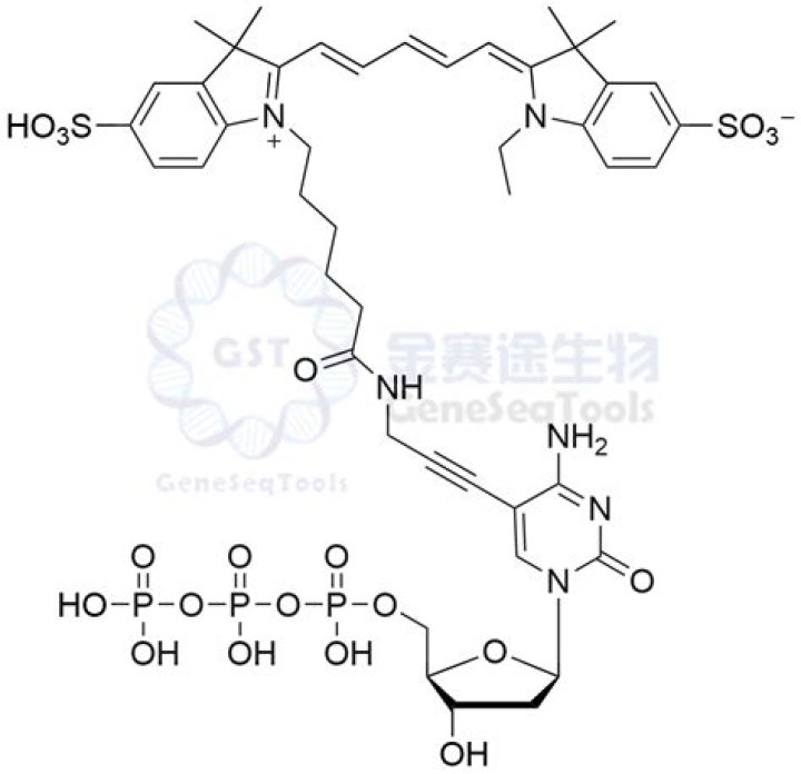 يحدث الانقسام المنصف في الخلايا الجسمية