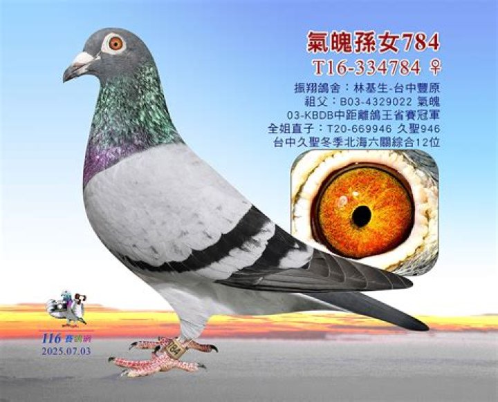 عبارات تهنئة وفخر