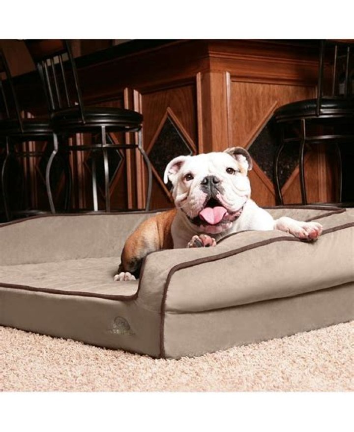 Discover The Comfort Of The Affinity Pillow-Top Orthopedic Dog Bed