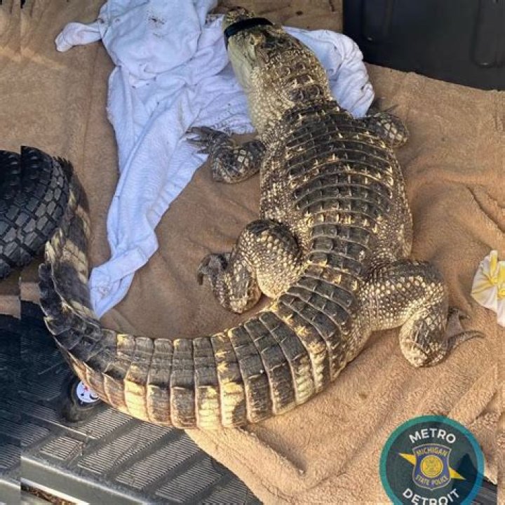When The Unexpected Happens: Alligator Found In Home