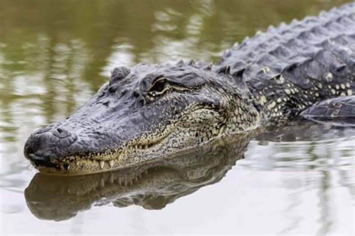 New Jersey alligator updates — Gator on the loose near Middlesex with warning over 'fatal injuries' as it evades cops