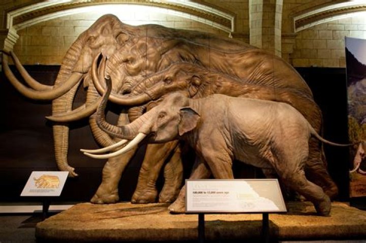 Huge 300,000-year-old ELEPHANT skeleton with 8-foot tusks found in Germany – and it was eaten by Stone Age hunters