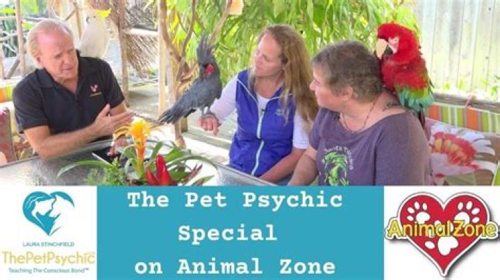 Animal psychic solves Sun reader problems – from a llama’s drama to a shih tzu that’s terrified of owner’s air fryer – The US Sun