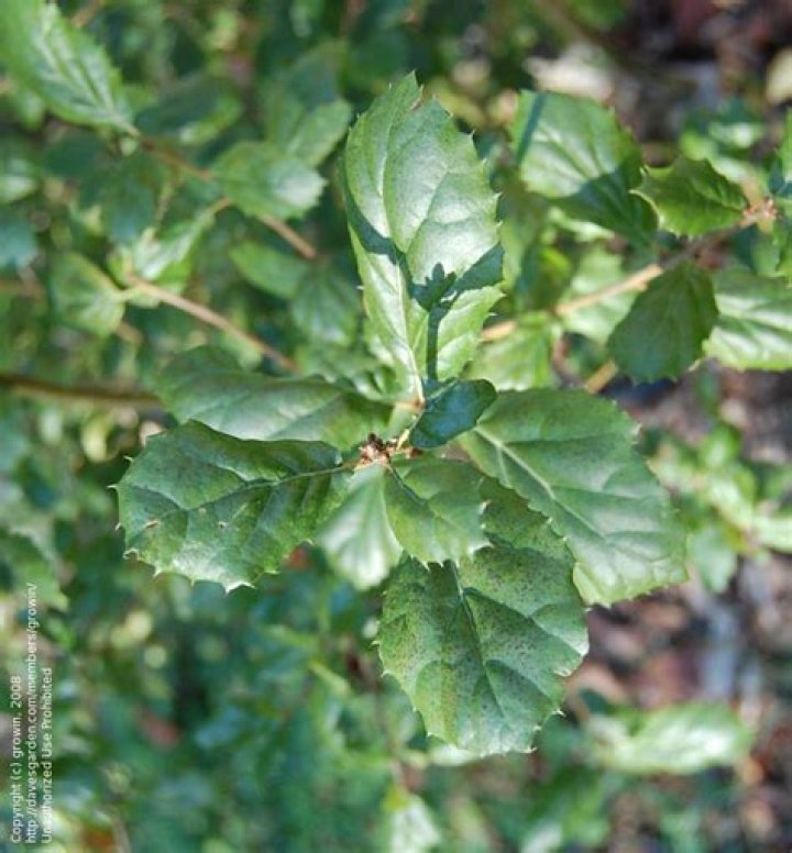 Are acorns and leaves alive?