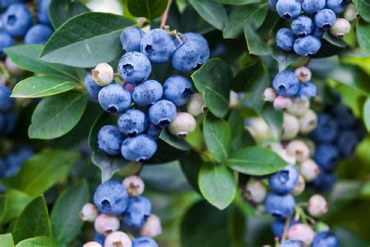Are blueberries a nightshade plant?