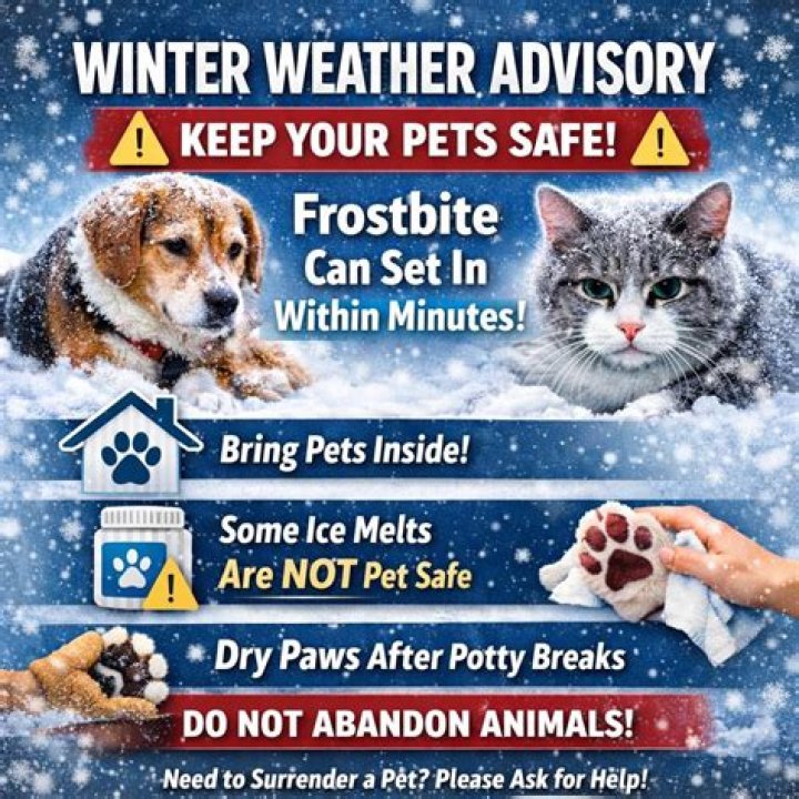 Are Dahlia safe for pets?