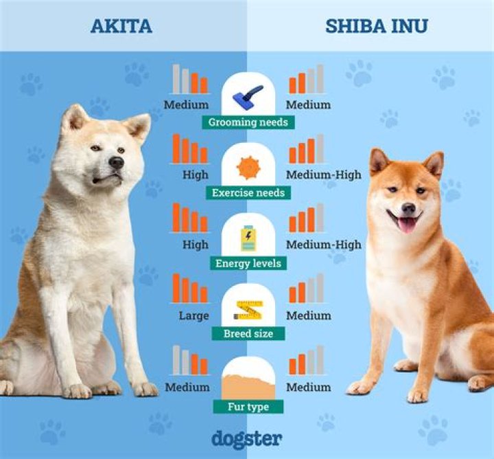 Are Shiba Inus short haired or long haired?
