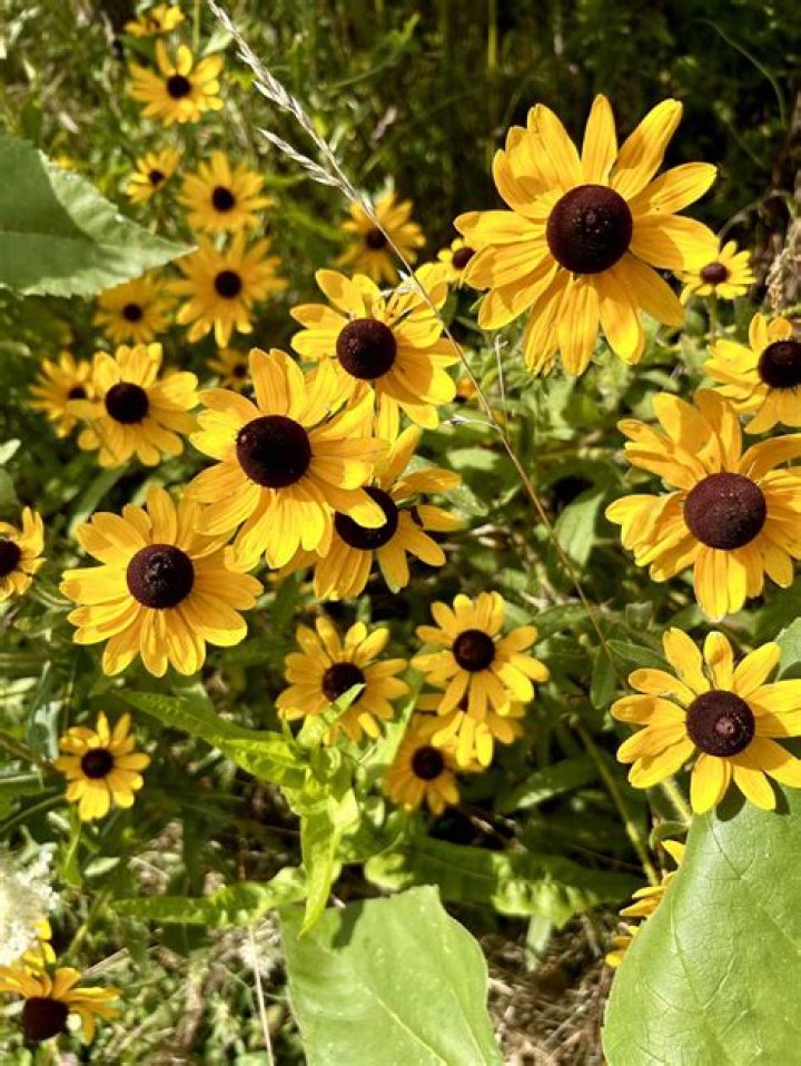 Are there pink Black Eyed Susans?
