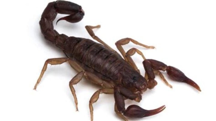 Are there scorpions in North Carolina?