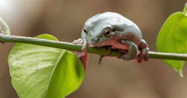 Discovering The Dimensions Of The Australian White Tree Frog