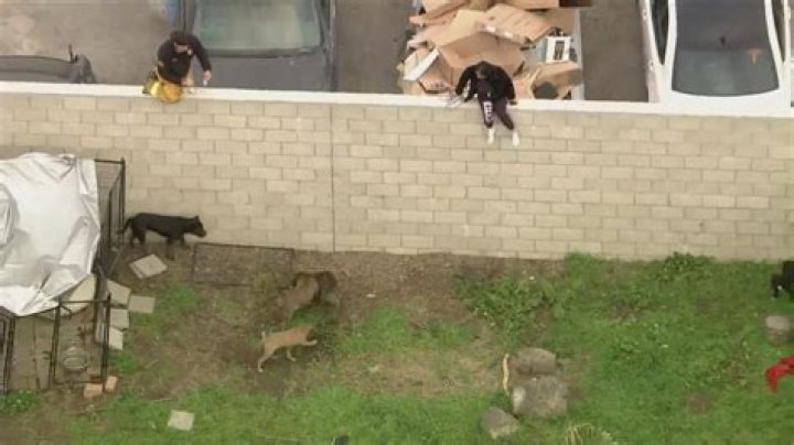 Tragic Loss: A Baby Girl Mauled To Death By Pitbull While Parents Partied