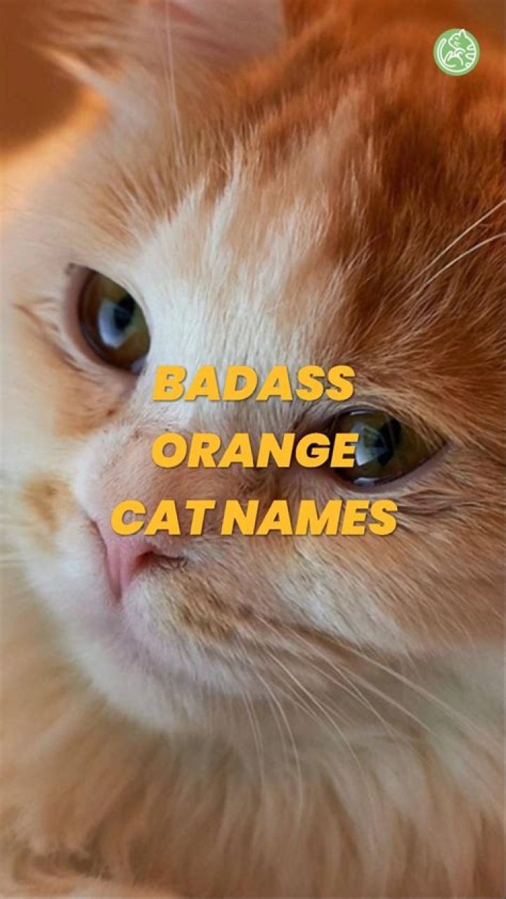 Badass Orange Cat Names: Unleashing The Fierce Feline Spirit
