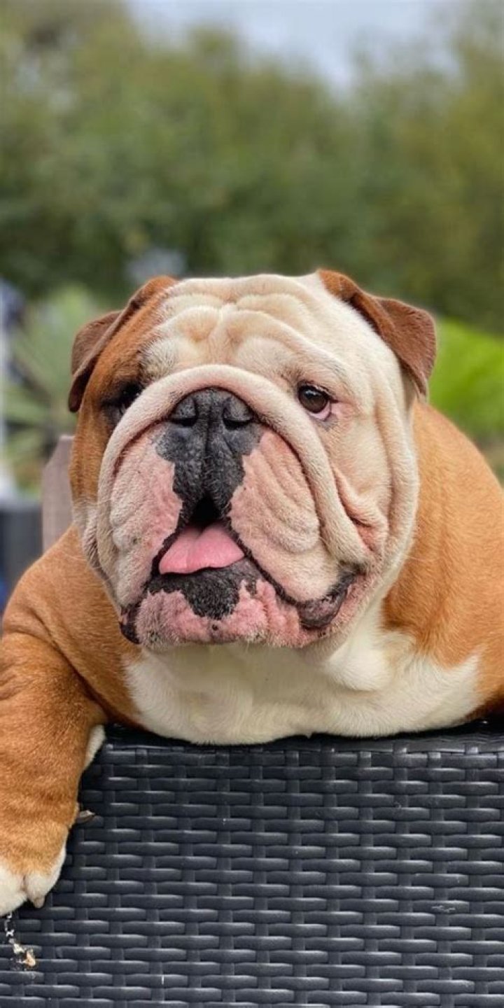 Embracing The Charm Of The Beautiful Bulldog