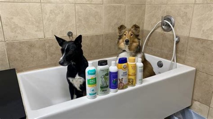 30 Best Dog Shampoos for Odor