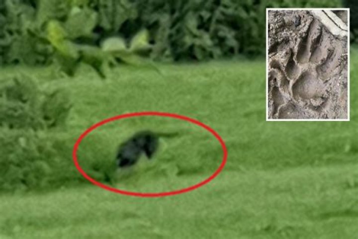 ‘Big cat’ spotted after decapitated lamb found mauled in Devon field – The US Sun