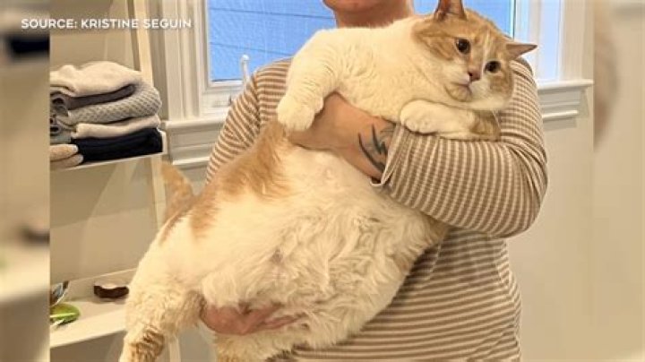 Unveiling The Charm Of Biggie The Cat: A Feline Phenomenon