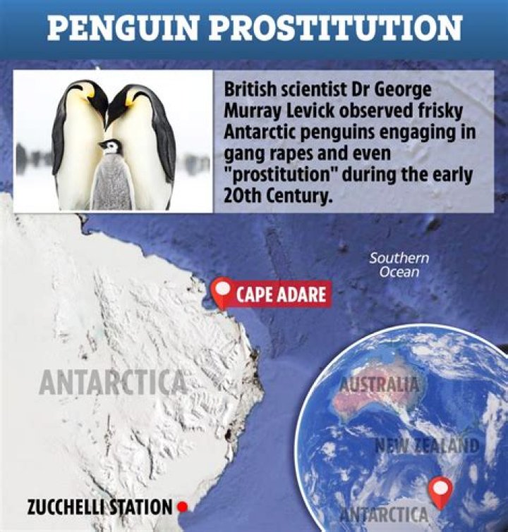 Bizarre 100-year cover-up of 'penguin prostitution' in Antarctica revealed by book