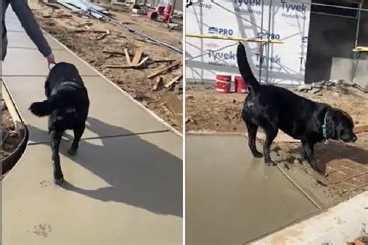 Internet Crying Over Why Black Lab's Paw Prints Are Imprinted in Concrete