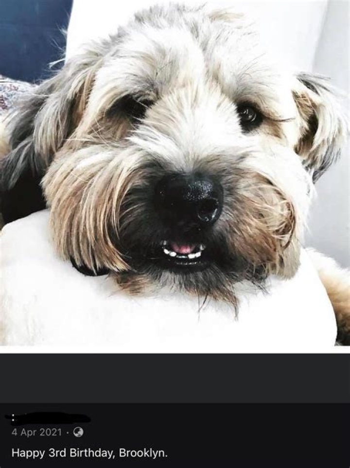 Understanding The Brooklyn Pitbull Attack: A Deep Dive Into The Incident