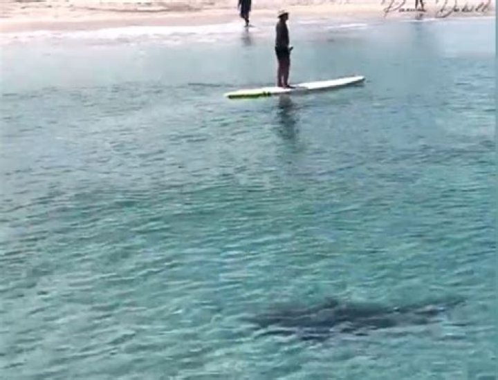 Nerve-wracking moment massive bull shark stalks oblivious paddle boarders as it prowls just yards from Florida beach