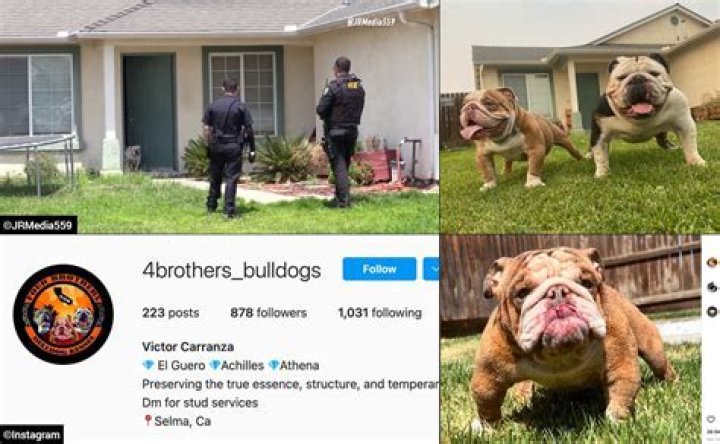 When Bulldogs Attack: The Tragic Case Of A Bulldog Killing A Man