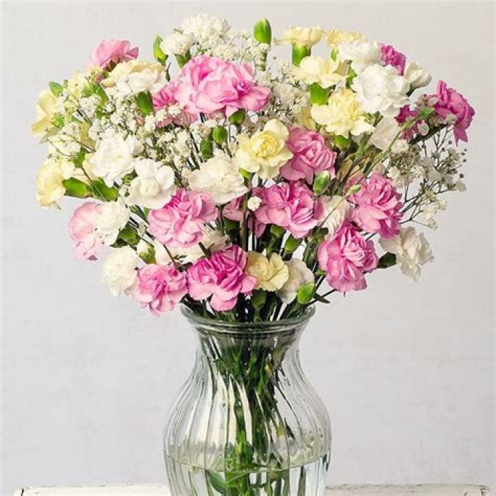 Bunches Promo Code | 25% - January 2024