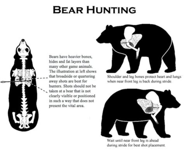 Quick Answer: Can A 9Mm Stop A Bear