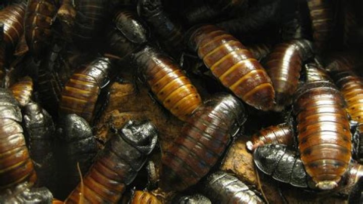 Can cockroaches live in your penis?