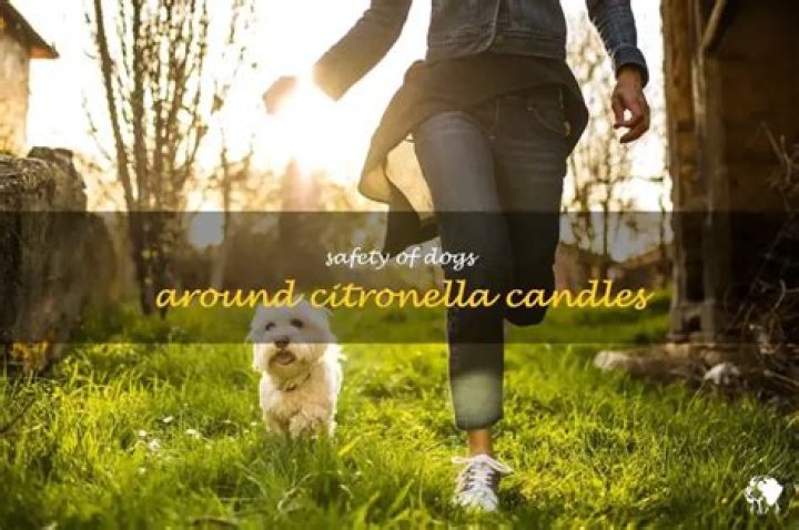 Can dogs be around citronella candles?