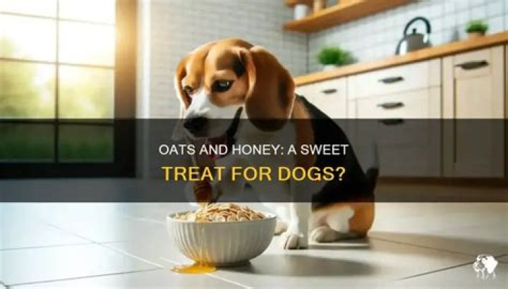 Can dogs have oats and honey?