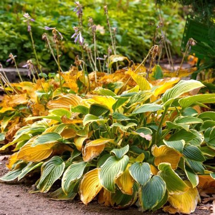 Can I cut back hostas in the summer?