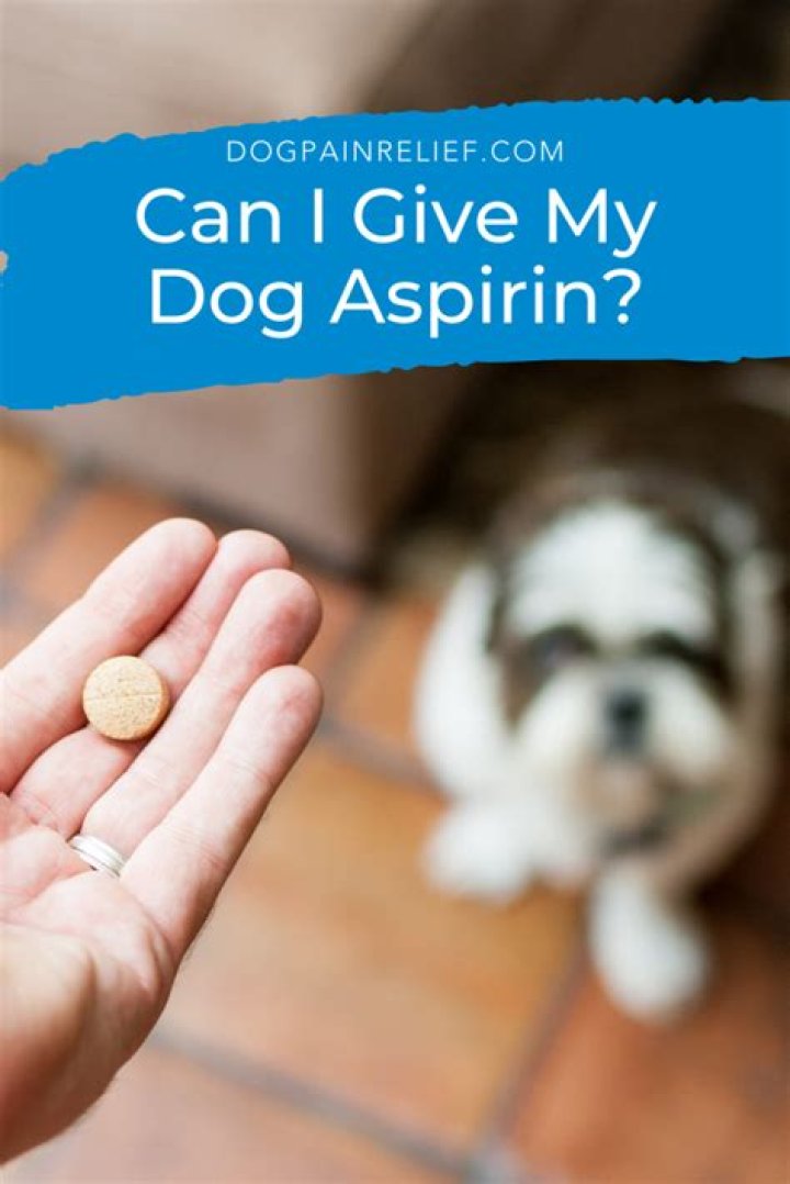 Quick Answer: Can I Give My Dog A Human Morning After Pill