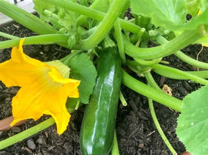 Can I replace zucchini with cucumber?
