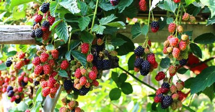 Can you eat blackberries from a tree?