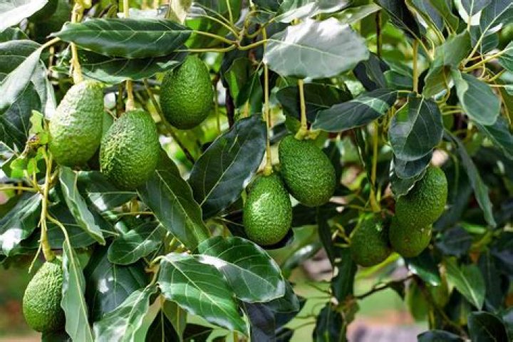 Can you grow avocados in South Louisiana?