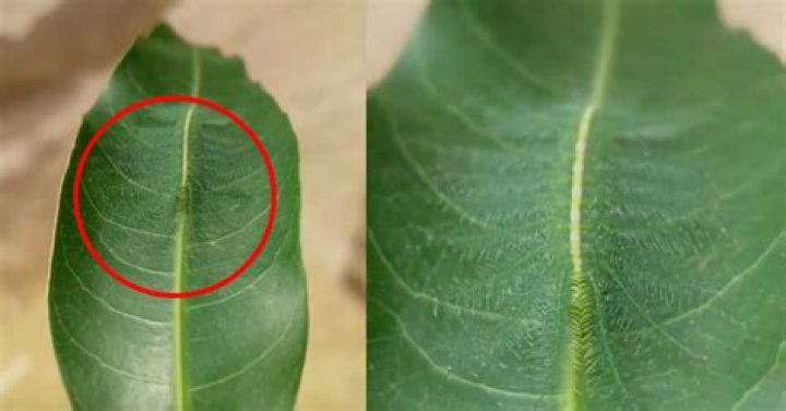 Can you spot the impressively camouflaged caterpillar hiding in the leaf?
