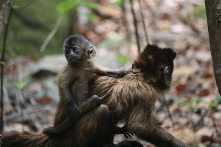 The Heartbreaking Case of a Monkey With a Disabled Baby