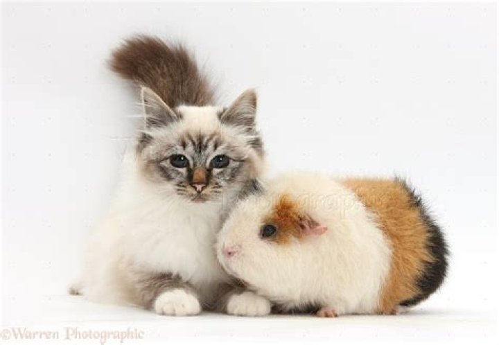 Feline Friends And Cuddly Companions: The Relationship Between Cats And Guinea Pigs