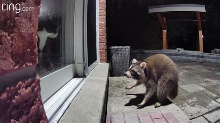 Cat and Raccoon Have Hilariously Dramatic Reaction to Coming Face to Face