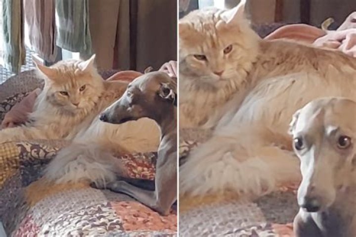 Cat Staring Down Greyhound Is Enough To Scare Anyone: 'If Looks Could Kill'